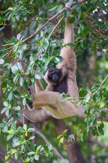 Weiblicher Kappengibbon