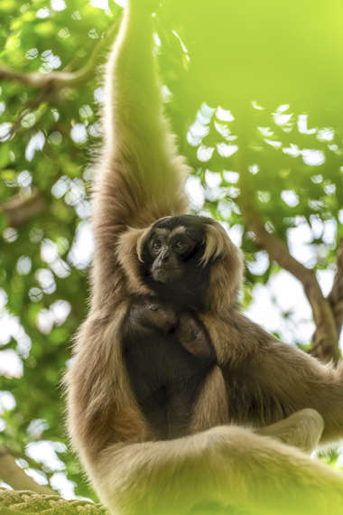 Weiblicher Kappengibbon