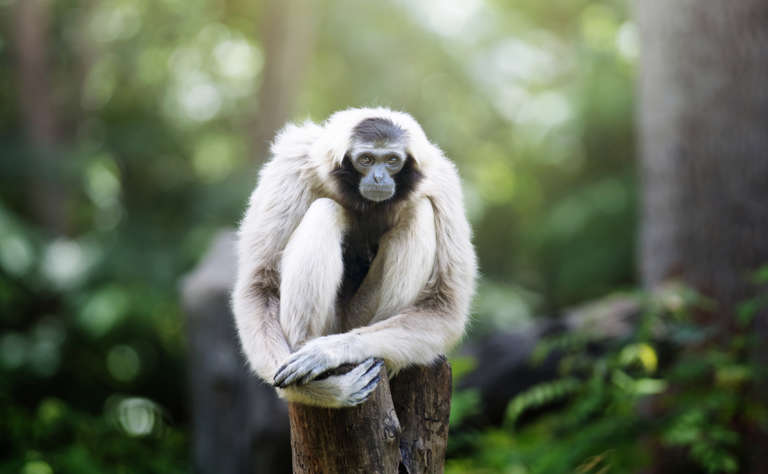 Kappengibbon (Hylobates pileatus) - primata.de