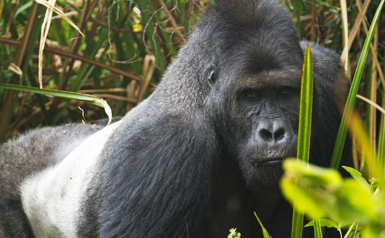 Östlicher Flachlandgorilla zeigt den Silberrücken