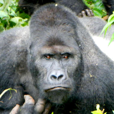 Gorilla beringei graueri