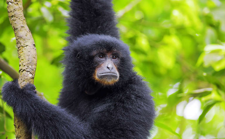 Siamang mit braunem Bart.