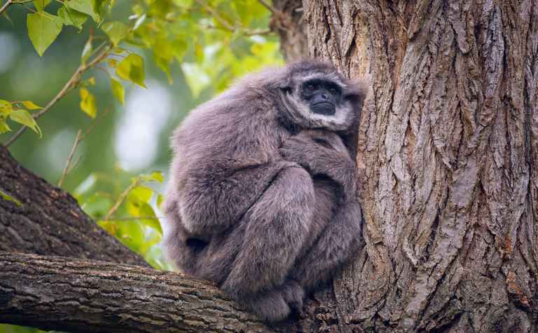 Silbergibbon (Hylobates moloch) - primata.de