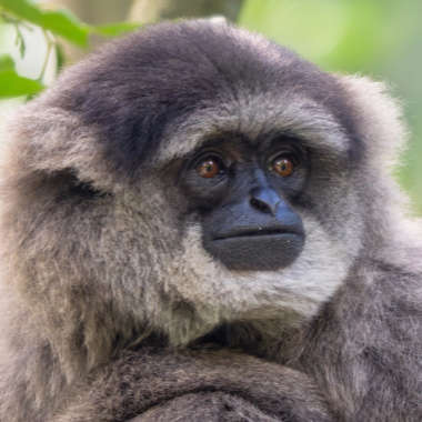 Silbergibbon (Hylobates moloch) - primata.de