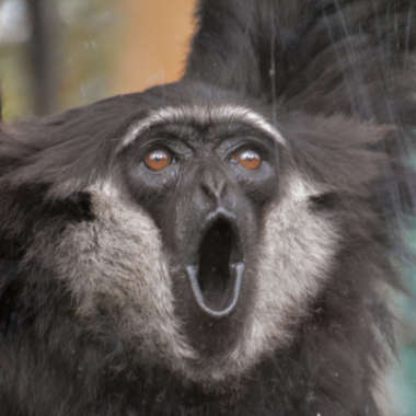 Schlankgibbon (Hylobates agilis) - primata.de