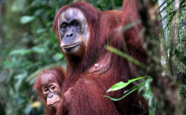 Weiblicher Orang-Utan im Zoo von Melbourne