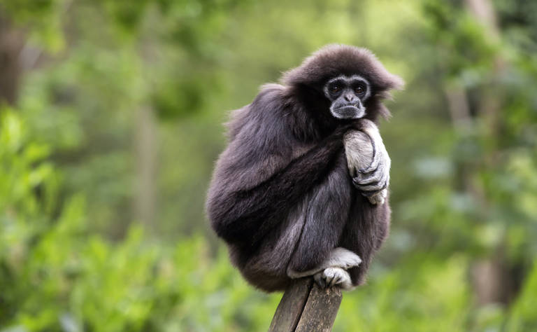 Weißhandgibbon sitzt in hockender Stellung auf einem Baumstumpf