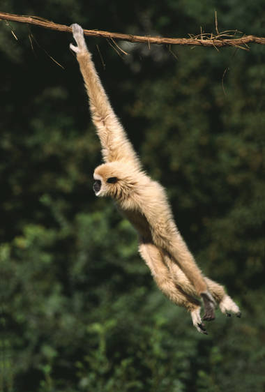 Weißhandgibbon schwingend rechts