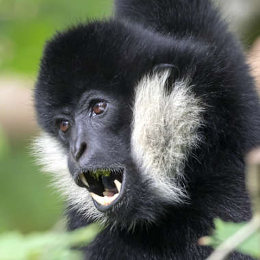 Schopfgibbon oder Weißwangengibbon (Nomascus concolor) - primata.de