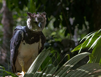 Harpia harpyja, die Harpyie ist ein großer Raubvogel