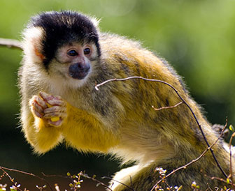 Bolivianischer Totenkopfaffe im London Zoo