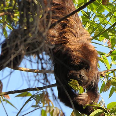 Brauner Brüllaffe (Alouatta guariba ehem. fusca) - primata.de