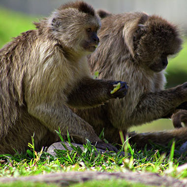 Brauner Kapuzineraffe (Cebus olivaceus) - primata.de