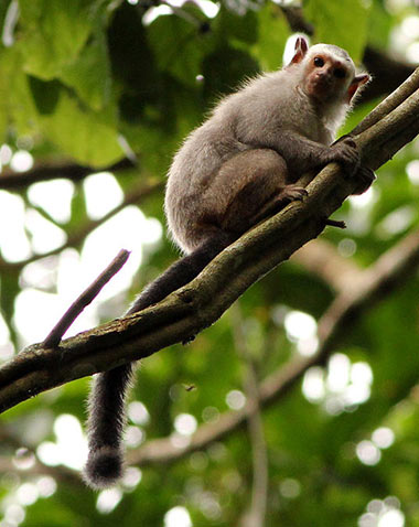 Braunes Seidenäffchen (Mico emiliae) - primata.de