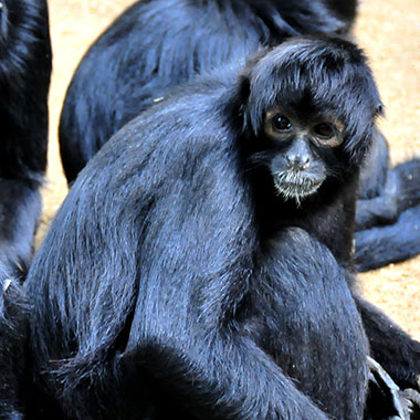 Braunkopf-Klammeraffe (Ateles fusciceps) - primata.de