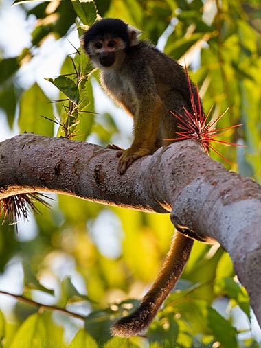 Dunkler Totenkopfaffe (Saimiri vanzolinii) - primata.de