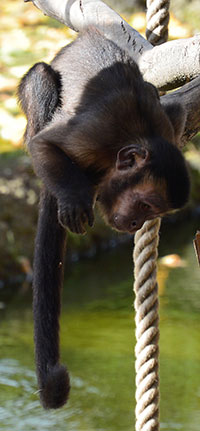 Jugendlicher Gehaubter Kapuziner (Cebus apella)