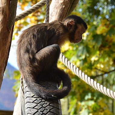 Gehaubter Kapuziner (Cebus apella) - primata.de