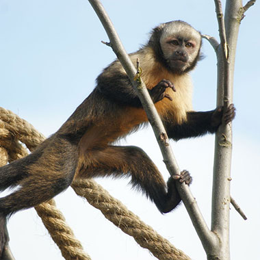 Gelbbrust-Kapuziner (Cebus xanthosternos)