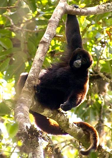 Gelbschwanzwollaffe (Oreonax flavicauda) - primata.de