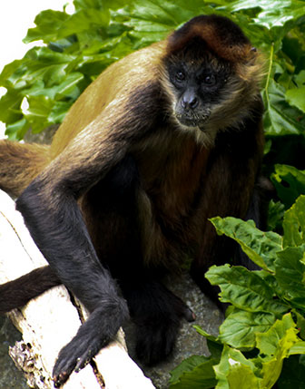 Geoffroy-Klammeraffe (Ateles geoffroyi) im Belize Zoo