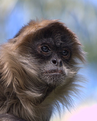 Geoffroy-Klammeraffe (Ateles geoffroyi) - primata.de