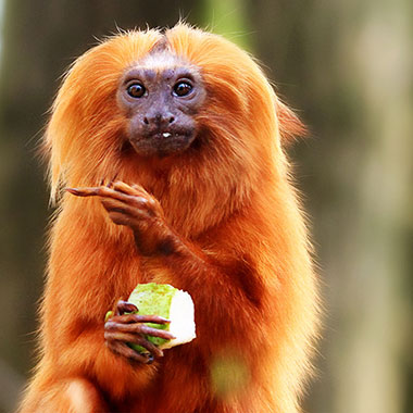 Goldene Löwenaffe (Leontopithecus rosalia)