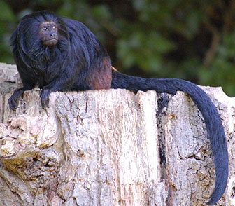 Goldsteißlöwenäffchen (Leontopithecus chrysopygus)