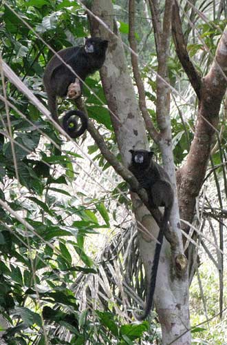 Graell-Tamarin (Saguinus graellsi) - primata.de