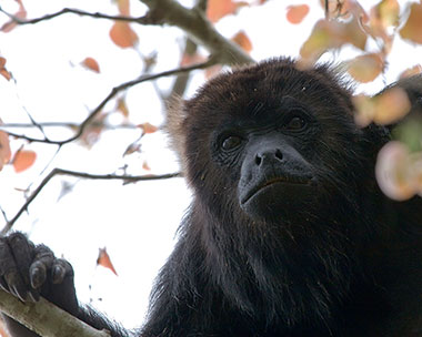 Guatemala-Brüllaffe (Alouatta pigra) - primata.de