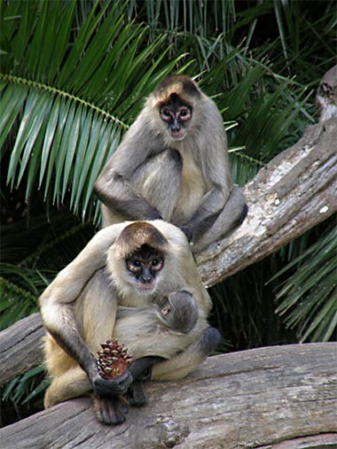 Klammeraffen (Ateles) - primata.de