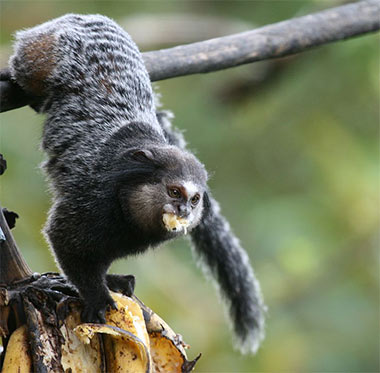 Kuhl-Büschelaffe (Callithrix kuhlii) - primata.de