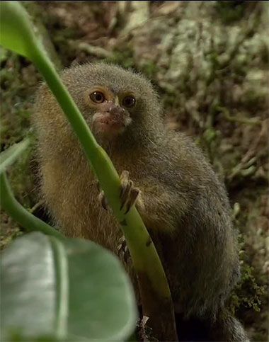 Zwergseidenäffchen (Cebuella pygmaea)