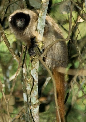 Maskenspringaffe (Callicebus personatus)
