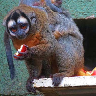 Schwarzköpfiger Nachtaffe oder Musmuqui (Aotus nigriceps) - primata.de