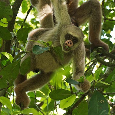 Nördlicher Spinnenaffe (Brachyteles hypoxanthus) - primata.de