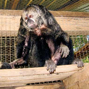 Rotbärtiger Mönchsaffe (Pithecia monachus)