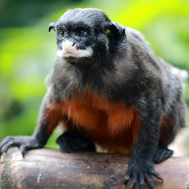 Rotbauchtamarin (Saguinus labiatus) - primata.de