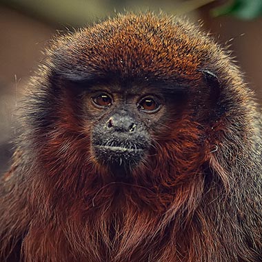 Roter Springaffe (Callicebus cupreus) - primata.de