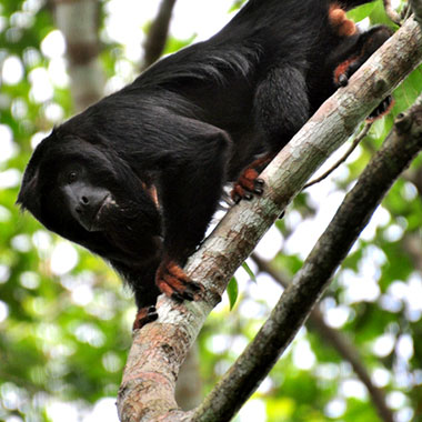 Rothandbrüllaffe (Alouatta belzebul)