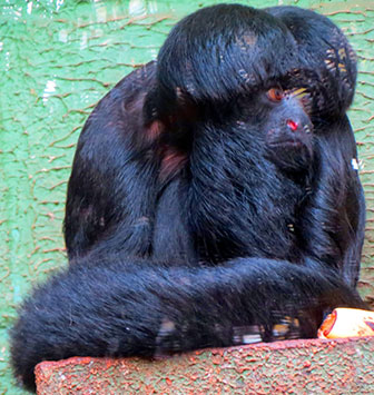 Satansaffe (Chiropotes satanas)