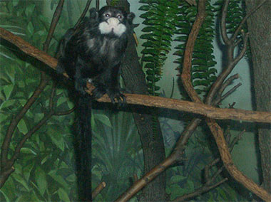 Schnurrbarttamarin (Saguinus mystax) - primata.de