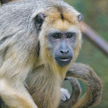 Weibliche Schwarze Brüllaffen (Alouatta caraya) sind braun gefärbt