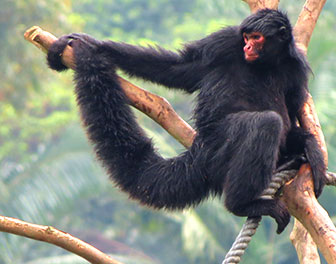 Schwarzer Klammeraffe (Ateles chamek)