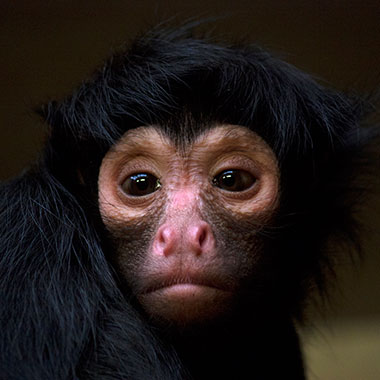 Schwarzer Klammeraffe (Ateles paniscus) - primata.de