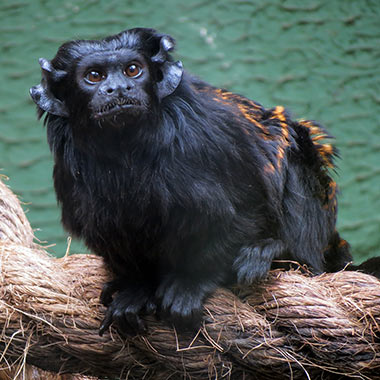 Schwarzhandtamarin (Saguinus niger) - primata.de