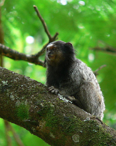 Schwarzpinselaffe (Callithrix penicillata) - primata.de
