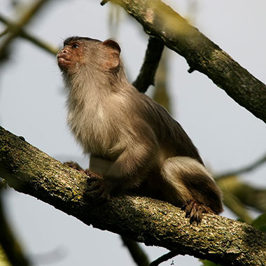 Schwarzschwanz-Seidenäffchen (Mico melanurus) - primata.de