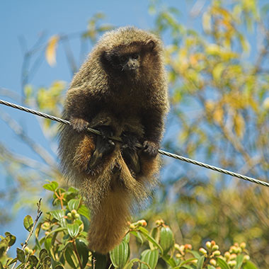Springaffen (Callicebus) - primata.de