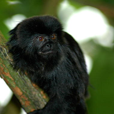 Springtamarin (Callimico goeldii) - primata.de